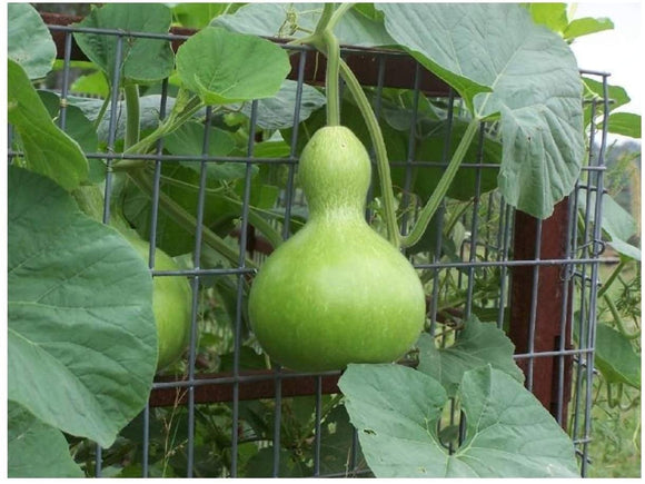 Other Seeds & Bulbs