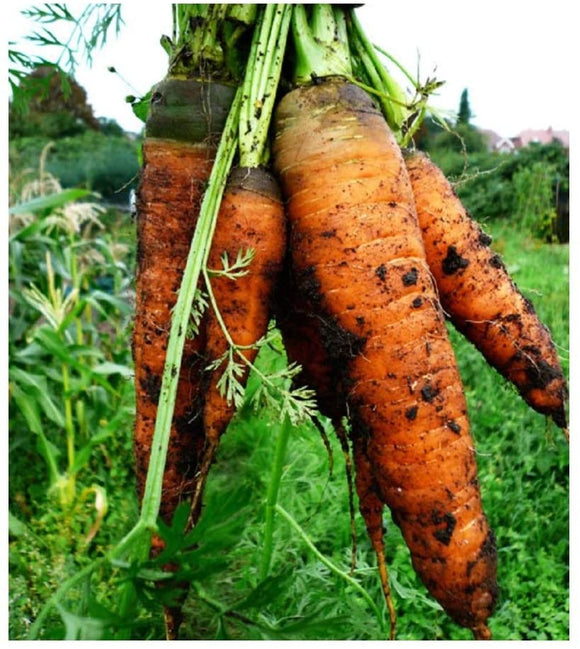 Vegetable Seeds