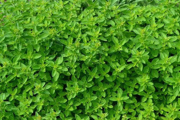 Herb Seeds